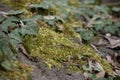 Green moss with ivy in spring Royalty Free Stock Photo