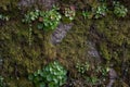 Green moss landscape on an exterior wall Royalty Free Stock Photo