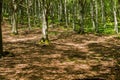 Green moss and leaf fall on ground in Beech forest on Monte Cucco in Italy Royalty Free Stock Photo