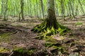 Green moss and leaf fall on ground in Beech forest on Monte Cucco in Italy