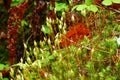 Green moss and leaves close-up in the forest in rainy day.