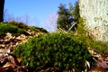 Green moss and leaves, February