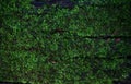 Green moss lichen background texture beautiful in nature with co Royalty Free Stock Photo