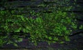 Green moss lichen background texture beautiful in nature with co Royalty Free Stock Photo