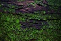 Green moss lichen background texture beautiful in nature with co Royalty Free Stock Photo
