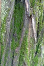 Green moss and lichen on bark of false acacia