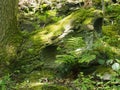 Green moss and lichen covered rock surrounded by ferns and plants in bright spring sunlight on a forest floor Royalty Free Stock Photo