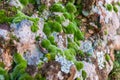 Green moss and lichen on granite stones. Royalty Free Stock Photo