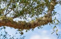 Green moss or lichen growing on tree branch, closeup detail, blurred leaves and sky background Royalty Free Stock Photo