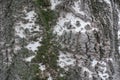 Green moss and lichen on greenish grey bark of silver poplar Royalty Free Stock Photo