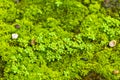 Green moss lichen plants on stony ground in Coba Mexico Royalty Free Stock Photo