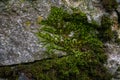 Green moss and lichen texture and background. Mossy stone background. Closeup view of green moss and lichen. Royalty Free Stock Photo