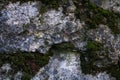 Green moss and lichen texture and background. Mossy stone background. Closeup view of green moss and lichen. Royalty Free Stock Photo