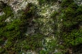 Green moss and lichen texture and background. Mossy wood background. Closeup view of green moss and lichen. Royalty Free Stock Photo