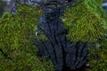 Green moss and lichen texture and background. Mossy wood background. Closeup view of green moss and lichen. Royalty Free Stock Photo