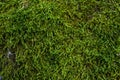 Green moss and lichen texture and background. Mossy wood background. Closeup view of green moss and lichen. Royalty Free Stock Photo