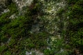 Green moss and lichen texture and background. Mossy wood background. Closeup view of green moss and lichen. Royalty Free Stock Photo