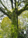 Green moss Lichen on Tree Bark Outdoor park Royalty Free Stock Photo