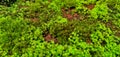 green moss life on red brick Royalty Free Stock Photo