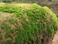 green grass plants a kind of moss that sticks to the rocks