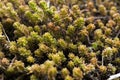 Green moss Royalty Free Stock Photo