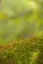 Green moss macro Royalty Free Stock Photo