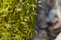 Green Moss Macro Royalty Free Stock Photo