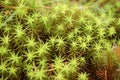 Green Moss Macro (Polytrichum commune)