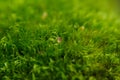 Green moss macro with shallow depth of field Royalty Free Stock Photo