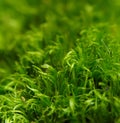 Green moss macro with shallow depth of field Royalty Free Stock Photo