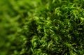 Green moss macro with shallow depth of field Royalty Free Stock Photo