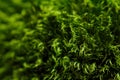 Green moss macro with shallow depth of field Royalty Free Stock Photo