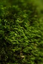 Green moss macro with shallow depth of field Royalty Free Stock Photo