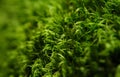 Green moss macro with shallow depth of field Royalty Free Stock Photo