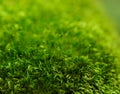 Green moss macro with shallow depth of field Royalty Free Stock Photo