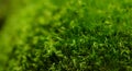 Green moss macro with shallow depth of field Royalty Free Stock Photo