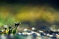 Green moss microcosm macro nature