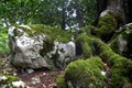 Green moss on the mighty roots of beech and on the rocks in the woods Royalty Free Stock Photo