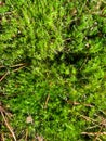 Green moss mixed with pine needles