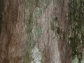 Moss and mold affect a wooden planks Royalty Free Stock Photo