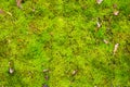 Green moss nature background. Eco, ecology, recycle, go green environmental concept Royalty Free Stock Photo