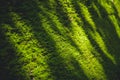 Green moss nature in deep forest cover the old brick Royalty Free Stock Photo