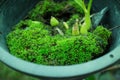 Green moss in nature that growing in the orchid flowerpot Royalty Free Stock Photo