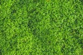 Green moss nature rainforest wet moist plant texture