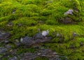 Green moss no the big stone in the scandinavian forest. Moss texture. Background, texture with space for text.