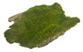 Green moss on old board isolated on white background Royalty Free Stock Photo