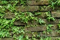 Green moss on old brick wall Royalty Free Stock Photo