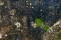 green moss on old cement wall texture background,abstract background Royalty Free Stock Photo