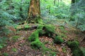 Green moss on old dead tree in deep fores Royalty Free Stock Photo