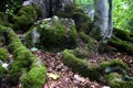 Green moss on the old long roots of a beech tree and on the rocks among the fallen leaves Royalty Free Stock Photo